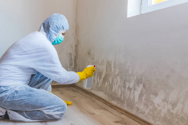 Black mold inspection in Denton