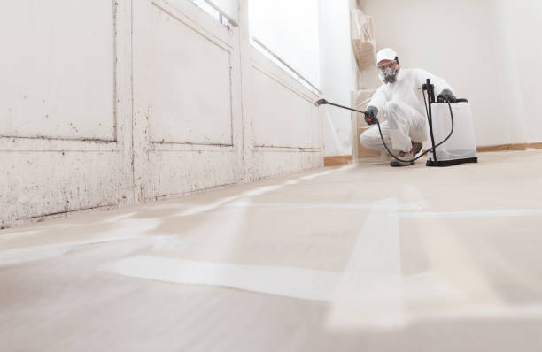 Black mold remediation team in Denton
